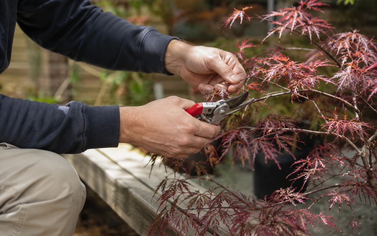 Japanese maple pruning contractor